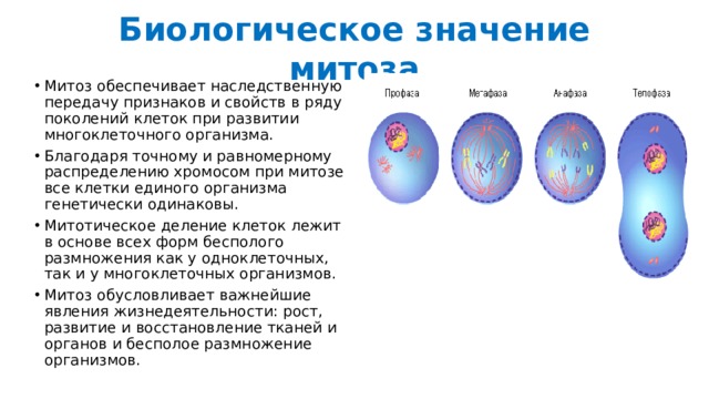 Поколений клеток. Митоз обеспечивает. Роль митоза. Митоз обеспечивает рост организма. Обеспечение роста организмов митоз.