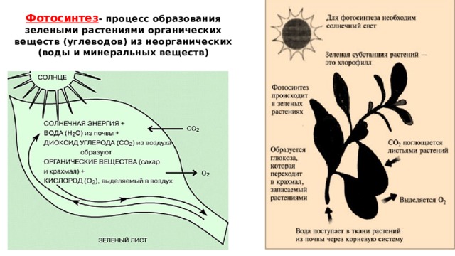 Фотосинтез - процесс образования зелеными растениями органических веществ (углеводов) из неорганических (воды и минеральных веществ)  
