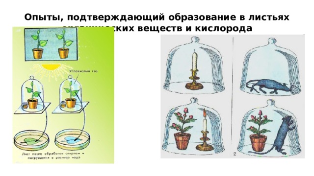 Опыты, подтверждающий образование в листьях органических веществ и кислорода  