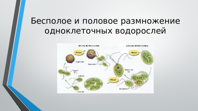 Бесполое и половое размножение одноклеточных водорослей Размножение хламидомонады происходит половым и бесполым способом. Преобладает вегетативное размножение, которое осуществляется делением на 2-8 так называемых зооспор. Половой процесс - чаще изогамия, реже оогамия и гетерогамия. Сформировавшаяся зигота по окончании периода покоя и нескольких последовательных делений дает начало 4-32 новым клеткам. Размножение Хлореллы . Характерно исключительно бесполое размножение, которое осуществляется делением клетки на 4-8-16 равных частей - автоспор. Эти вновь образованные клетки после исчезновения материнской оболочки оказываются свободными, быстро увеличиваются в размерах и через короткий промежуток времени снова делятся.  