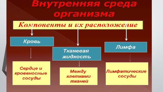 Кровь, лимфа, тканевая, спинномозговая, плевральная, суставная и другие жидкости образуют внутреннюю среду организма. Внутренняя среда отличается относительным постоянством своего состава и физико-химических свойств, что создает оптимальные условия для нормальной жизнедеятельности клеток организма.  