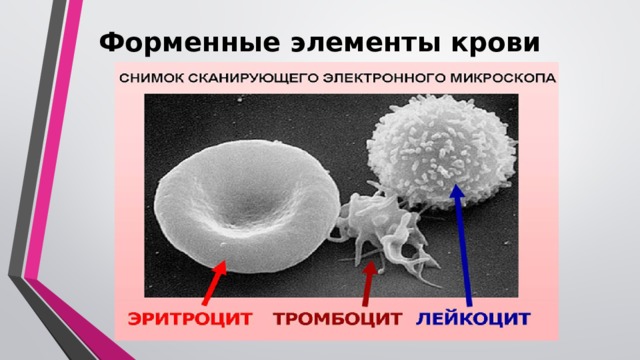 Форменные элементы крови Форменные элементы крови   К форменным элементам крови относятся эритроциты, лейкоциты и тромбоциты.  