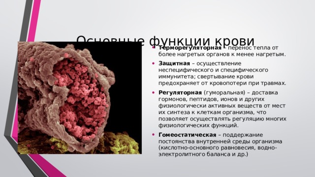 Основные функции крови Терморегуляторная – перенос тепла от более нагретых органов к менее нагретым. Защитная – осуществление неспецифического и cпецифического иммунитета; свертывание крови предохраняет от кровопотери при травмах. Регуляторная (гуморальная) – доставка гормонов, пептидов, ионов и других физиологически активных веществ от мест их синтеза к клеткам организма, что позволяет осуществлять регуляцию многих физиологических функций. Гомеостатическая – поддержание постоянства внутренней среды организма (кислотно-основного равновесия, водно-электролитного баланса и др.) 