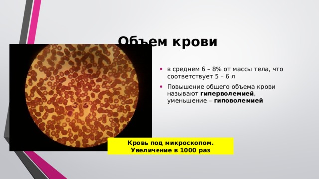 Объем крови  в среднем 6 – 8% от массы тела, что соответствует 5 – 6 л Повышение общего объема крови называют гиперволемией , уменьшение – гиповолемией Объем крови – общее количество крови в организме взрослого человека составляет в среднем 6 – 8% от массы тела, что соответствует 5 – 6 л. Повышение общего объема крови называют гиперволемией, уменьшение – гиповолемией. Кровь под микроскопом. Увеличение в 1000 раз  