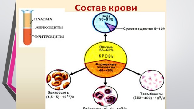 Кровь состоит из жидкой части плазмы и взвешенных в ней форменных элементов: эритроцитов, лейкоцитов и тромбоцитов. На долю форменных элементов приходится 40 – 45%, на долю плазмы – 55 – 60% от объема крови. Это соотношение получило название гематокритного соотношения, или гематокритного числа. Часто под гематокритным числом понимают только объем крови, приходящийся на долю форменных элементов.  