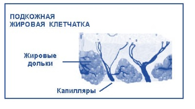 Найдите на рисунке 71 два слоя кожи