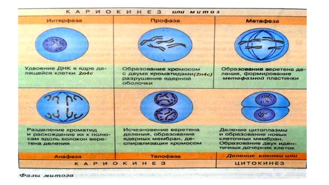 Митоз  основной способ  деления  эукариотических  клеток , при котором сначала происходит удвоение, а затем равномерное распределение между дочерними клетками  наследственного материала  