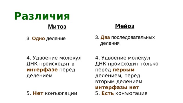 Различия Митоз Мейоз 3. Два последовательных деления 3. Одно деление 4. Удвоение молекул ДНК происходят в интерфазе перед делением 4. Удвоение молекул ДНК происходит только перед первым делением, перед вторым делением интерфазы нет 5. Нет конъюгации 5. Есть конъюгация 