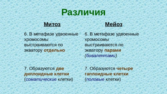 Различия Митоз Мейоз 6. В метафазе удвоенные хромосомы выстраиваются по экватору отдельно 6. В метафазе удвоенные хромосомы выстраиваются по экватору парами  ( бивалентами ) 7. Образуются две диплоидные клетки ( соматические клетки) 7. Образуются четыре гаплоидные клетки ( половые клетки) 