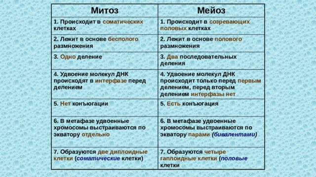 Митоз Мейоз 1. Происходит в соматических клетках 2. Лежит в основе бесполого размножения 1. Происходит в созревающих половых клетках 3. Одно деление 2. Лежит в основе полового размножения 4. Удвоение молекул ДНК происходят в интерфазе перед делением 3. Два последовательных деления 5. Нет конъюгации 4. Удвоение молекул ДНК происходит только перед первым делением, перед вторым делением интерфазы нет 5. Есть конъюгация 6. В метафазе удвоенные хромосомы выстраиваются по экватору отдельно 7. Образуются две диплоидные клетки ( соматические клетки)  6. В метафазе удвоенные хромосомы выстраиваются по экватору парами  ( бивалентами ) 7. Образуются четыре гаплоидные клетки ( половые клетки 