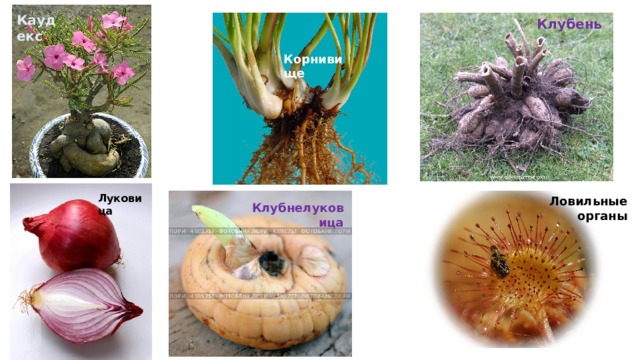 Каудекс Клубень Корнивище Надземные побеги Луковица Ловильные органы Клубнелуковица 