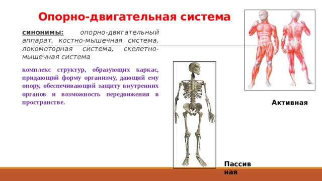 Опорно-двигательная система синонимы:  опорно-двигательный аппарат, костно-мышечная система, локомоторная система, скелетно-мышечная система  комплекс структур, образующих каркас, придающий форму организму, дающий ему опору, обеспечивающий защиту внутренних органов и возможность передвижения в пространстве.  Активная Пассивная  