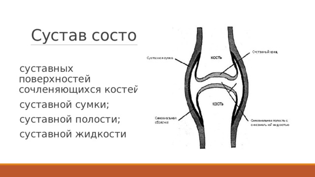 Сустав состоит из суставных поверхностей сочленяющихся костей; суставной сумки; суставной полости; суставной жидкости Суставные поверхности костей покрыты гладким хрящом (облегчение движения костей в суставе). Суставная поверхность одной из костей сустава (головка) — выпуклая, суставная поверхность другой (впадина) — вогнутая. Каждый сустав окружен суставной сумкой. Из ее стенки в полость сустава выделяется суставная жидкость, которая действует как смазка Суставная сумка охватывает суставные поверхности сочленяющихся костей, образуя замкнутую полость, заполненную суставной жидкостью. Суставы укрепляются связками, которые располагаются вне суставной сумки или внутри нее.  