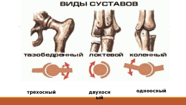 В зависимости от количества направлений движения суставы делят на одноосные, двухосные и трехосные. одноосные (межфаланговые) — движение вокруг одной оси: сгибание и разгибание; двухосные (лучезапястные) — движение вокруг двух осей: сгибание и разгибание, приведение и отведение; трехосные (плечевые) — движения вокруг трех осей: сгибание и разгибание, приведение и отведение, вращение внутрь и наружу и круговые движения. одноосный трехосный двухосный  