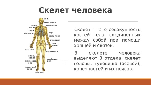 Скелет человека Скелет — это совокупность костей тела, соединенных между собой при помощи хрящей и связок. В скелете человека выделяют 3 отдела: скелет головы, туловища (осевой), конечностей и их поясов.  
