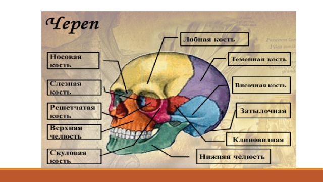 Череп состоит из двух отделов: мозгового и лицевого. Он прежде всего служит вместилищем головного мозга и связанных с последним органов чувств; кроме того, он окружает начальную часть пищеварительного и дыхательного трактов, открывающихся наружу. В состав мозгового черепа у человека входят: непарные затылочная, клиновидная, лобная и решетчатая кости и парные височная и теменная кости. В состав лицевого черепа входят парные - верхняя челюсть, нижняя носовая раковина, небная, скуловая, носовая, слезная кости и непарные - сошник, нижняя челюсть и подъязычная кости.  