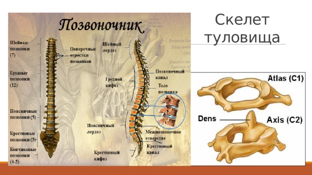 Скелет туловища образован