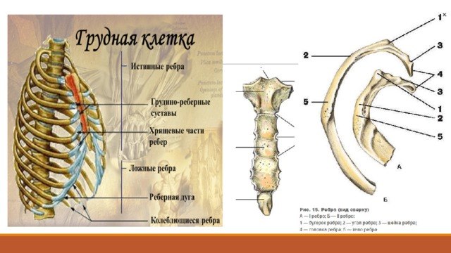 Грудная клетка образована грудиной и ребрами (12 пар).  