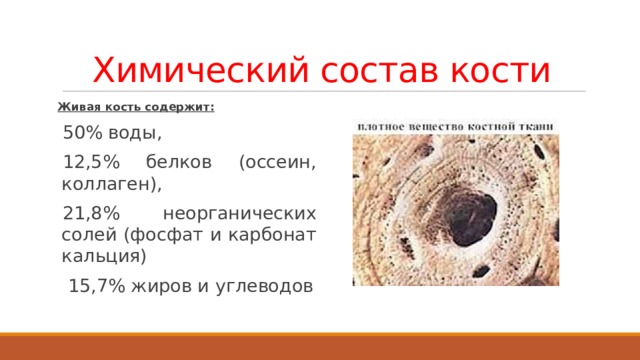 Химический состав кости Живая кость содержит: 50% воды, 12,5% белков (оссеин, коллаген), 21,8% неорганических солей (фосфат и карбонат кальция)  15,7% жиров и углеводов Высокая прочность костей обеспечивается сочетанием упругости органических и твердости минеральных веществ. В костях детей больше органических веществ, и они более упругие, чем кости взрослого человека. С возрастом в костях увеличивается содержание минеральных солей, замедляется процесс биосинтеза белков, кости становятся более ломкими и хрупкими, что значительно повышает вероятность переломов. Прочность костей уменьшается также при недостатке в пище витаминов A, D и C.  