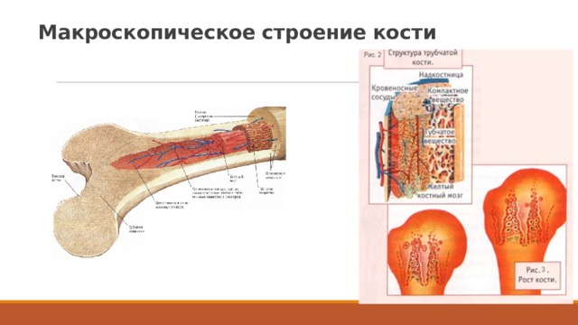 Макроскопическое строение кости Длинная трубчатая кость имеет тело (диафиз) и 2 головки (эпифизы). Между телом и головками кости расположен эпифизарный хрящ (обеспечивает рост кости в длину). Полость тела трубчатых костей содержит желтый костный мозг (жировая ткань). Головки трубчатых костей образованы губчатым костным веществом. Между перекладинами губчатого вещества расположен красный костный мозг (он содержится также и в плоских костях). Снаружи кость покрыта надкостницей, которая содержит много чувствительных нервных окончаний, сосуды и остеобласты, обеспечивающие рост кости в толщину и заживление костных переломов. Рост клеток регулируется гормоном роста, выделяемым в организме человека гипофизом.  