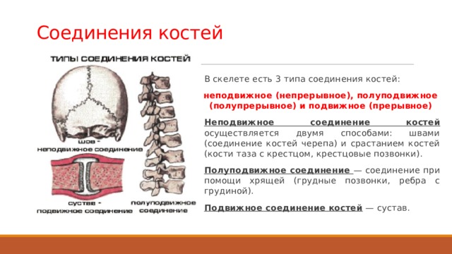 Соединения костей В скелете есть 3 типа соединения костей: неподвижное (непрерывное), полуподвижное (полупрерывное) и подвижное (прерывное) Неподвижное соединение костей осуществляется двумя способами: швами (соединение костей черепа) и срастанием костей (кости таза с крестцом, крестцовые позвонки). Полуподвижное соединение — соединение при помощи хрящей (грудные позвонки, ребра с грудиной). Подвижное соединение костей — сустав.  