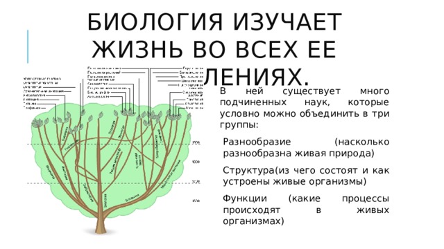 Биология изучает жизнь во всех ее проявлениях. В ней существует много подчиненных наук, которые условно можно объединить в три группы: Разнообразие (насколько разнообразна живая природа) Структура(из чего состоят и как устроены живые организмы) Функции (какие процессы происходят в живых организмах)  