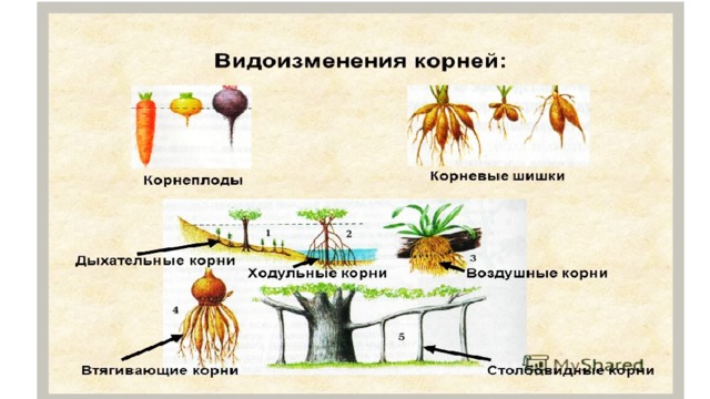 Рассмотрите рисунки 1 2 с изображением видоизменения корня растения как называют данное морковь