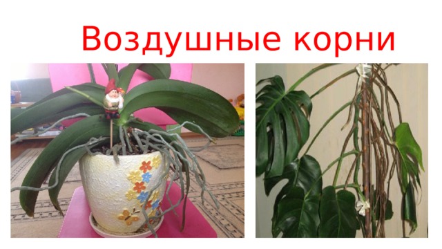 Воздушные корни 