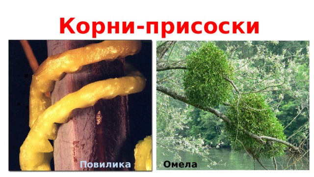 Корни-присоски Повилика Омела 