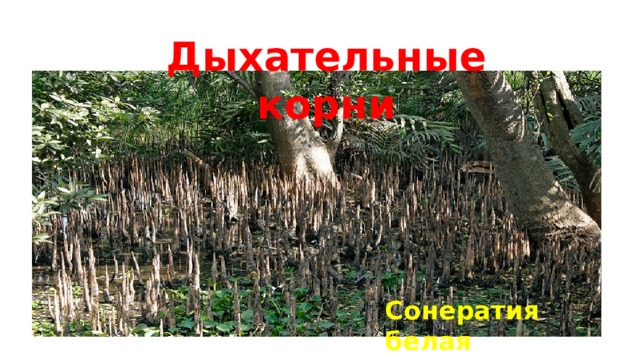 Дыхательные корни Сонератия белая 