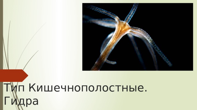 Тип Кишечнополостные. Гидра 