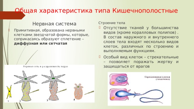 Общая характеристика типа Кишечнополостные Нервная система Строение тела Отсутствие тканей у большинства видов (кроме коралловых полипов) . В состав наружного и внутреннего слоев тела входят несколько видов клеток, различных по строению и выполняемым функциям. Особый вид клеток – стрекательные – позволяет поражать жертву и защищаться от врагов Примитивная, образована нервными клетками звездчатой формы, которые, соприкасаясь образуют сплетение – диффузная или сетчатая 