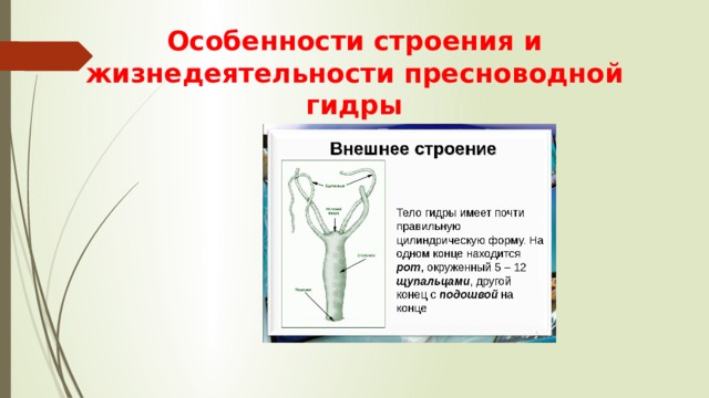 Особенности строения и жизнедеятельности пресноводной гидры 