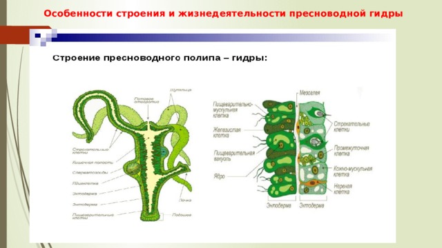 Строение гидры рисунок с подписями