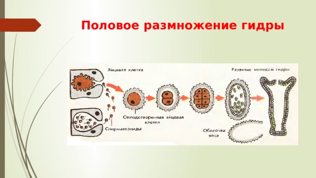 Размножение гидры