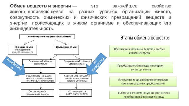 Обмен 6. Обмен веществ и превращение энергии таблица. Обмен веществ и превращение энергии на разных уровнях организации-. Обмен веществ и превращение энергии как свойство организмов. Обмен веществ и превращение энергии основные свойства живых систем.