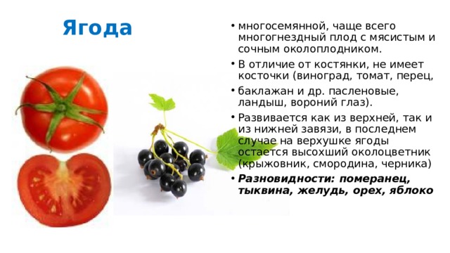 Томат это ягода или фрукт. Помидор это ягода фрукт или овощ. Отличия ягоды от костянки. Фрукт, овощ или ягода томат. Плод ягода помидор.