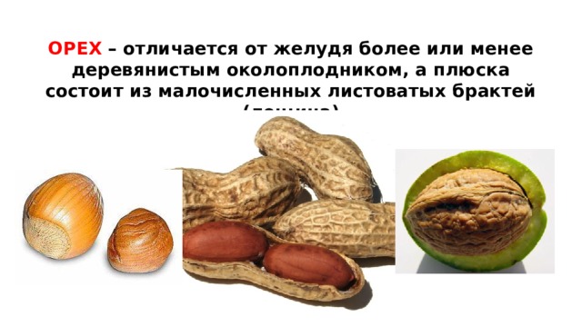 ОРЕХ – отличается от желудя более или менее  деревянистым околоплодником, а плюска  состоит из малочисленных листоватых брактей  (лещина)  