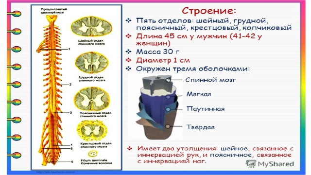 Рассмотрите рисунок 77 найдите спинномозговой канал центральный канал серое и белое вещество объясни