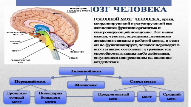 Слюноотделение какой отдел мозга. Отделы головного мозга схема. Средний и промежуточный мозг строение и функции. Функции среднего мозга человека. Функции продолговатого мозга человека.