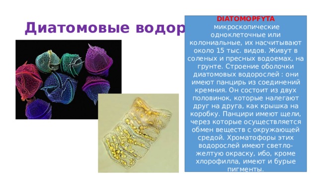 Диатомовые водоросли DIATOMOPFYTA   микроскопические одноклеточные или колониальные, их насчитывают около 15 тыс. видов. Живут в соленых и пресных водоемах, на грунте. Строение оболочки диатомовых водорослей : они имеют панцирь из соединений кремния. Он состоит из двух половинок, которые налегают друг на друга, как крышка на коробку. Панцири имеют щели, через которые осуществляется обмен веществ с окружающей средой. Хроматофоры этих водорослей имеют светло-желтую окраску, ибо, кроме хлорофилла, имеют и бурые пигменты. 