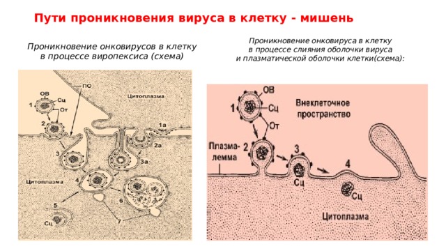 Проникновение клетки. Процесс проникновения вируса в клетку схема. Проникновение вируса в клетку виропексис характеристика. Проникновение вируса в клетку схема. Способы проникновения вируса в клетку.