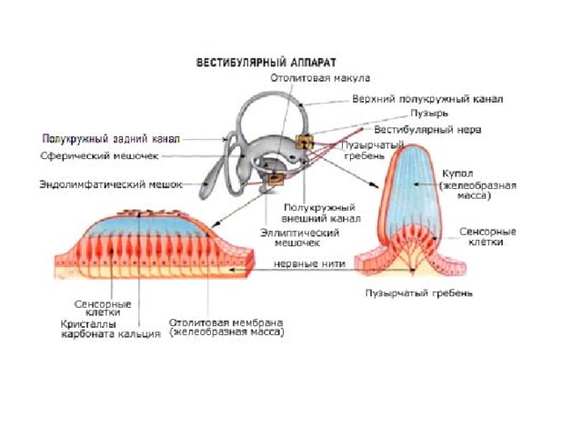 Вестибулярный аппарат играет ведущую роль в выполнении такой функции как ориентация тела в пространстве. Он состоит из трех взаимно перпендикулярных полукружных каналов и двух мешочков: овального и круглого, расположенных в лабиринте внутреннего уха, немного выше улитки. В стенках мешочков имеется множество клеток-рецепторов с ресничками, состоящих из волосковых клеток. На ресничках расположено густое желеобразное вещество с известковыми кристалликами. Когда голова находится в вертикальном положении, кристаллики давят на волосковые клетки. Но стоит голове отклонится от вертикального положения – направление давления изменяется, волоски деформируются и в клетках-рецепторах возникает возбуждение, сигнализирующее об изменении позы  