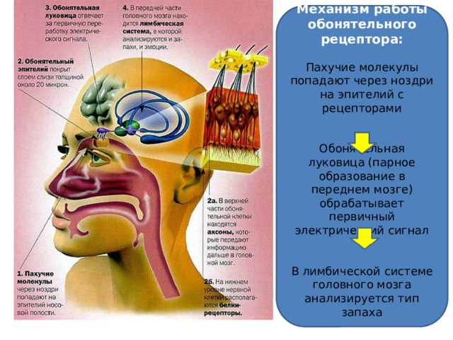 Механизм работы обонятельного рецептора: Пахучие молекулы попадают через ноздри на эпителий с рецепторами Обонятельная луковица (парное образование в переднем мозге) обрабатывает первичный электрический сигнал В лимбической системе головного мозга анализируется тип запаха 