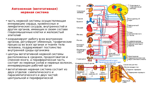 Как нервная система регулирует органы. Вегетативная нервная система схема иннервации органов. Иннервация сердца вегетативная нервная система. Симпатическая иннервация внутренних органов. Иннервация вегетативной нервной системы таблица.