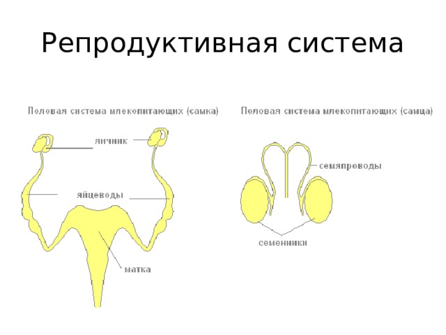 Репродуктивная система 