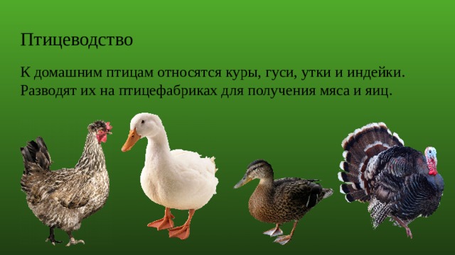 К домашним птицам относятся. Птицы делятся на группы. Гусь и утка отличия. Утки и гуси отличия. Гусь и гусыня отличия.