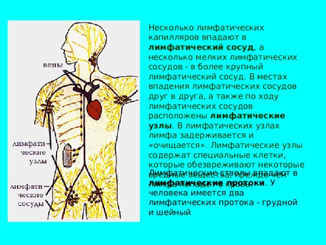 Лимфатические сосуды несут лимфу в