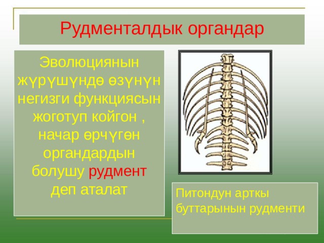 Рудменталдык органдар Эволюциянын жүрүшүндө өзүнүн негизги функциясын жоготуп койгон , начар өрчүгөн органдардын болушу рудмент деп аталат Питондун арткы буттарынын рудменти 