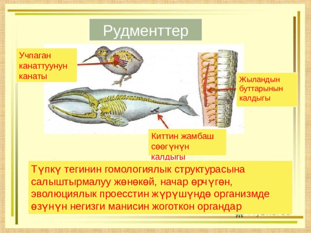 Рудменттер Учпаган канаттуунун канаты Жыландын буттарынын калдыгы Киттин жамбаш сөөгүнүн калдыгы Түпкү тегинин гомологиялык структурасына салыштырмалуу жөнөкөй, начар өрчүгөн, эволюциялык проесстин жүрүшүндө организмде өзүнүн негизги манисин жоготкон органдар 